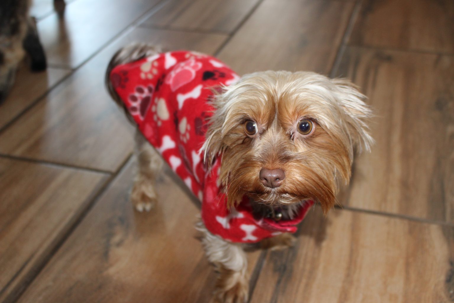 Velcro Dog Jacket Winter Woofers