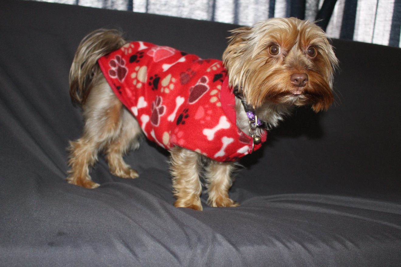 Velcro Dog Jacket Winter Woofers