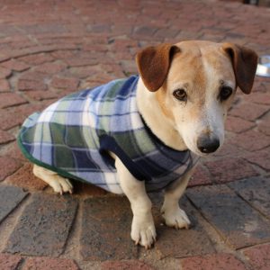 Saddle Dog Jacket (Extra Length)