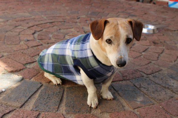 Saddle Dog Jacket (Extra Length)